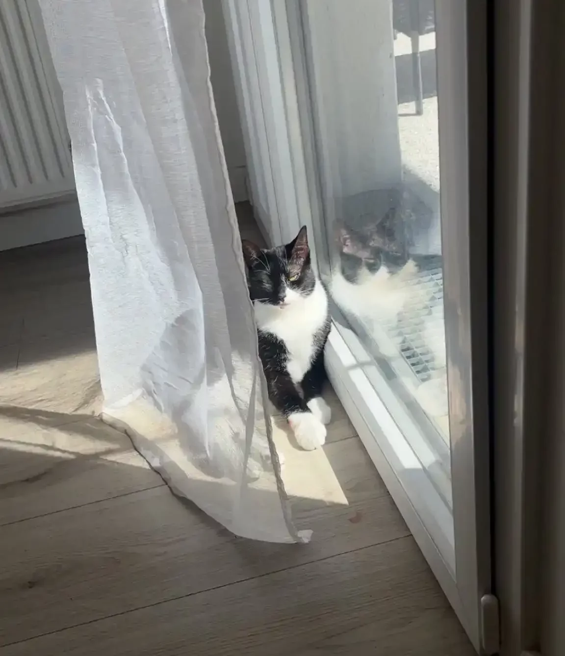 571225663_862602909449517_2953277979708845832_n Chipie