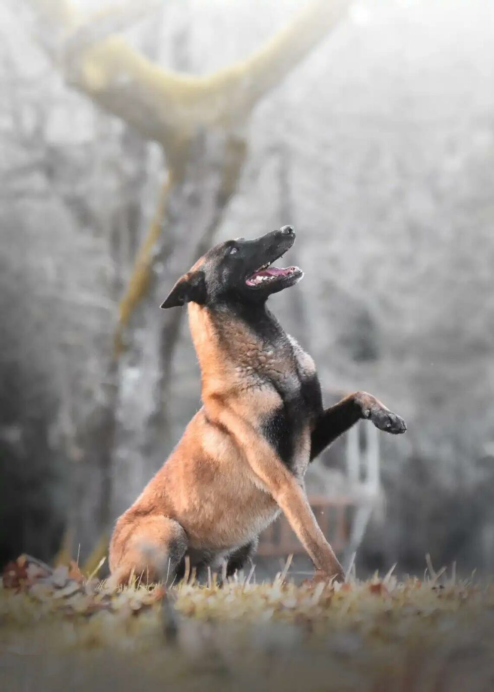 Shadow Malinois L'ASSOCIATION - Les4pattounes